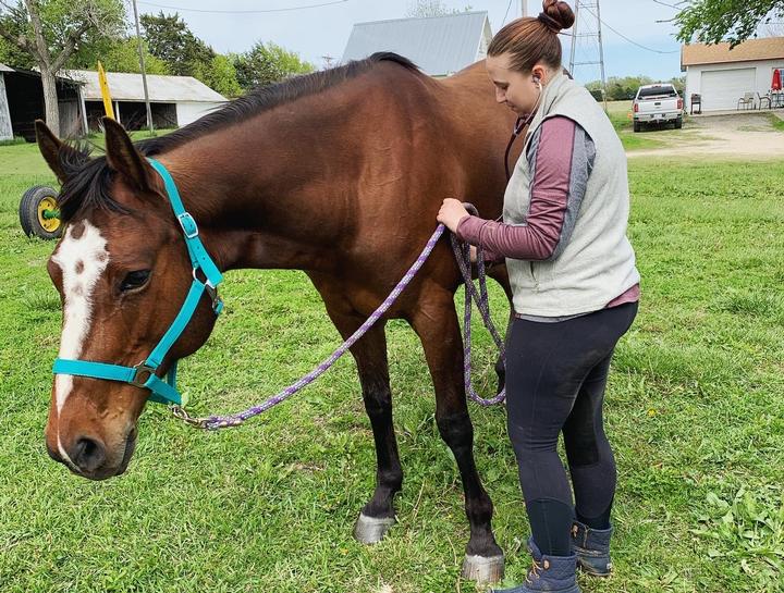 Livestock veterinarian