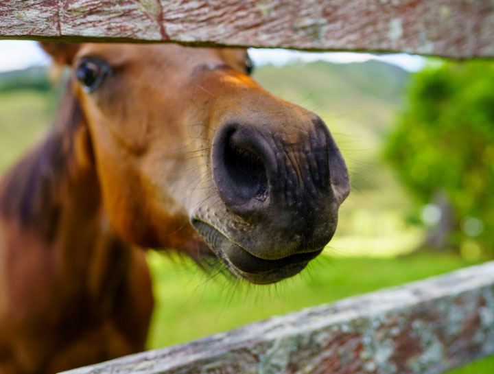 Equine Preventive Care